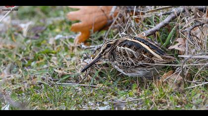 Küçük suçulluğu