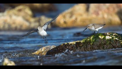 Karakarınlı kumkuşu