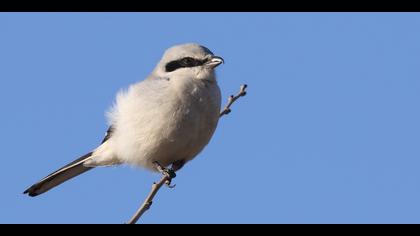 Büyük örümcekkuşu