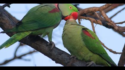 İskender papağanı