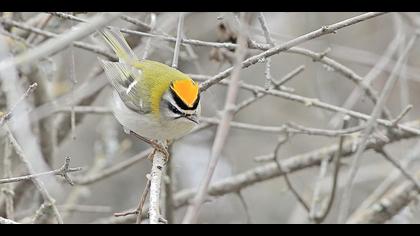 Sürmeli çalıkuşu