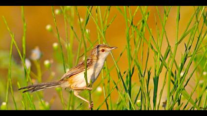 Dikkuyruklu ötleğen