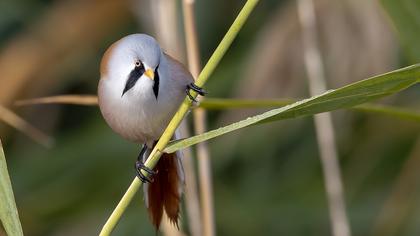 Bıyıklı baştankara