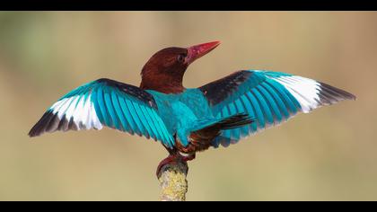 İzmir yalıçapkını