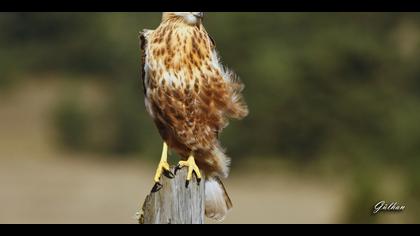 Kızıl şahin » Long-legged Buzzard » Buteo rufinus