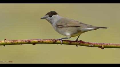 Karabaşlı ötleğen