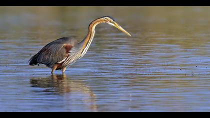 Erguvani balıkçıl