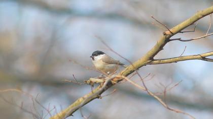 Kayın baştankarası