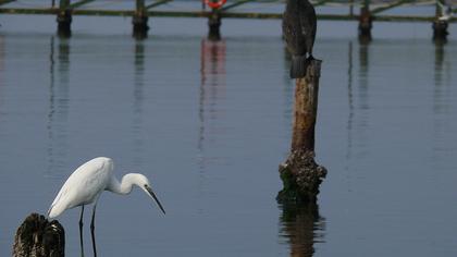 Küçük ak balıkçıl