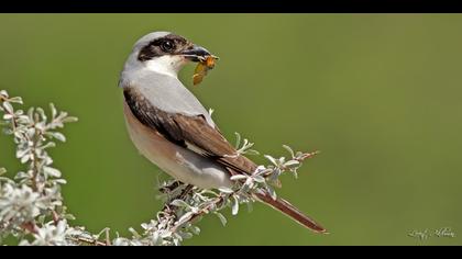 Karaalınlı örümcekkuşu