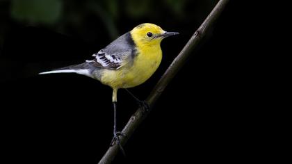 Sarıbaşlı kuyruksallayan