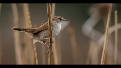 Kamışbülbülü