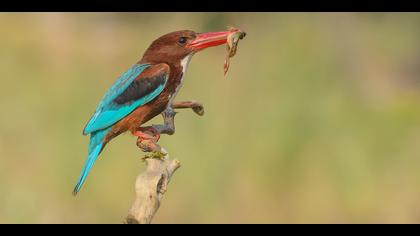 İzmir yalıçapkını