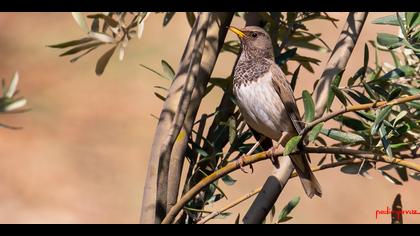 Karagerdanlı ardıç