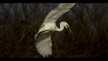 Büyük ak balıkçıl » Great Egret » Ardea alba