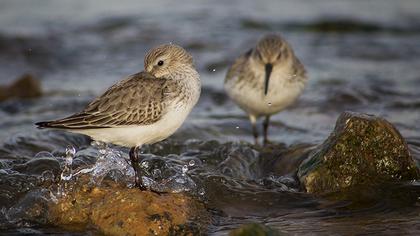 Karakarınlı kumkuşu