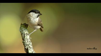Kayın baştankarası