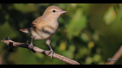 Boz ötleğen » Garden Warbler » Sylvia borin