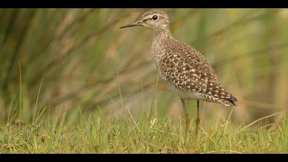 Orman düdükçünü