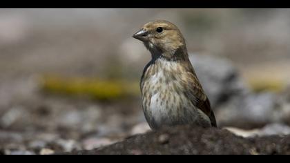 Ketenkuşu » Common Linnet » Linaria cannabina