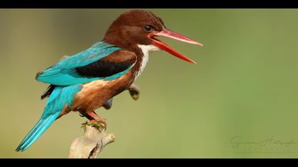 İzmir yalıçapkını