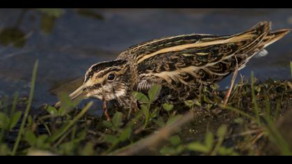 Küçük suçulluğu