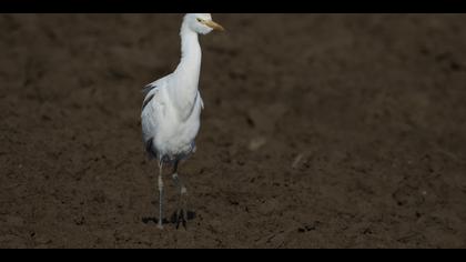 Sığır balıkçılı