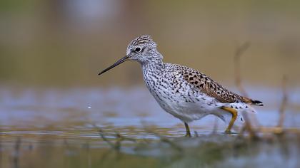 Bataklık düdükçünü
