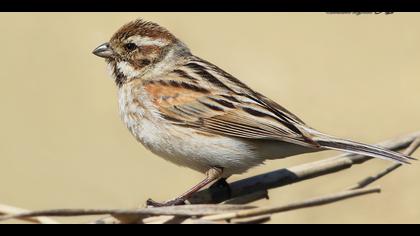Bataklık Kirazkuşu