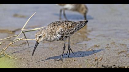 Karakarınlı kumkuşu
