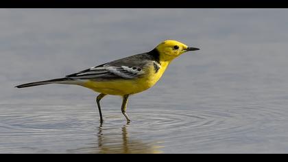 Sarıbaşlı kuyruksallayan