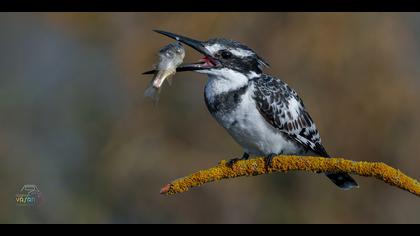Alaca yalıçapkını