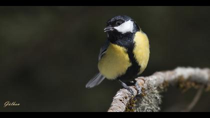 Büyük baştankara » Great Tit » Parus major
