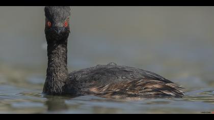 Karaboyunlu batağan