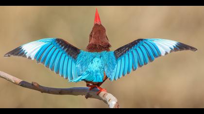 İzmir yalıçapkını