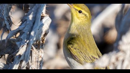 Orman çıvgını » Wood Warbler » Phylloscopus sibilatrix