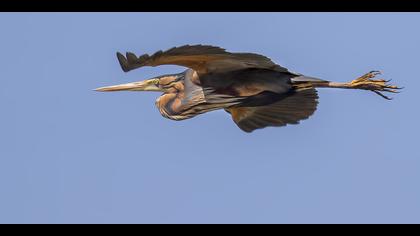 Erguvani balıkçıl