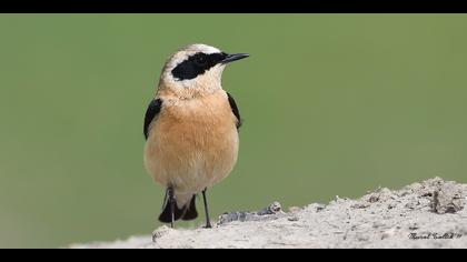 Karakulaklı kuyrukkakan