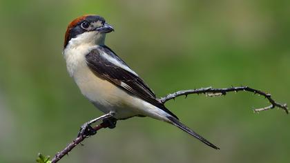 Kızılbaşlı örümcekkuşu