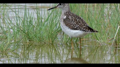 Orman düdükçünü