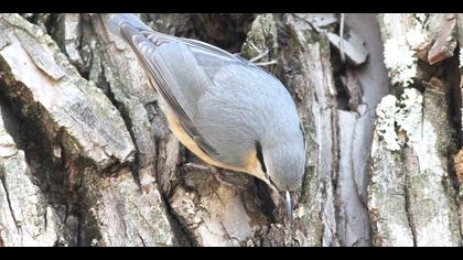 Sıvacı » Eurasian Nuthatch » Sitta europaea
