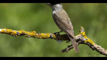 Karabaşlı ötleğen
