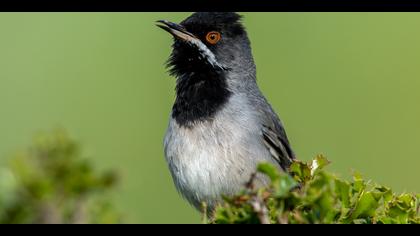 Karaboğazlı ötleğen