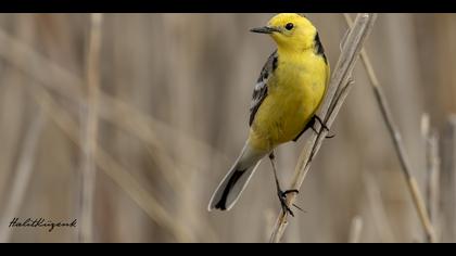 Sarıbaşlı kuyruksallayan