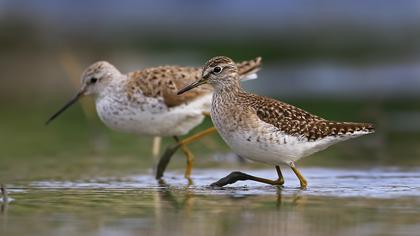 Orman düdükçünü