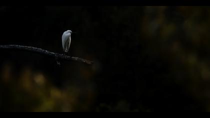 Küçük ak balıkçıl