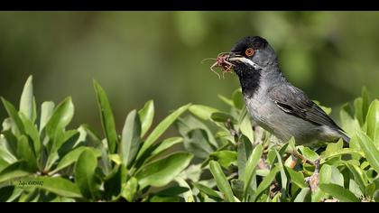 Karaboğazlı ötleğen