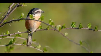 Maskeli örümcekkuşu