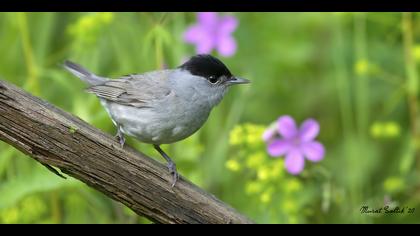 Karabaşlı ötleğen