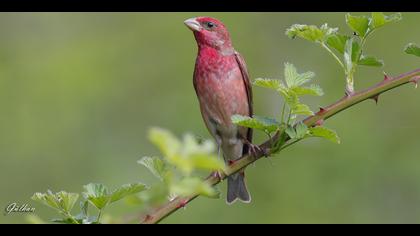 Çütre » Common Rosefinch » Carpodacus erythrinus